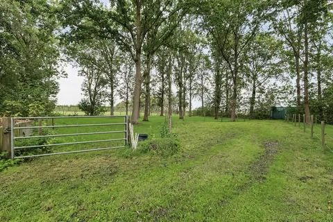 Weide met stalen hek en hoge bomen