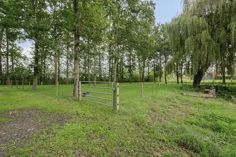 Groene weide met hek, omzoomd door populieren en een treurwilg